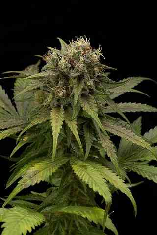 L.A. Dog Autoflowering > LaMota Seeds | Autoflowering Cannabis   |  Sativa