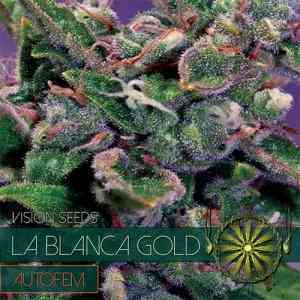 La Blanca Gold Auto > Vision Seeds