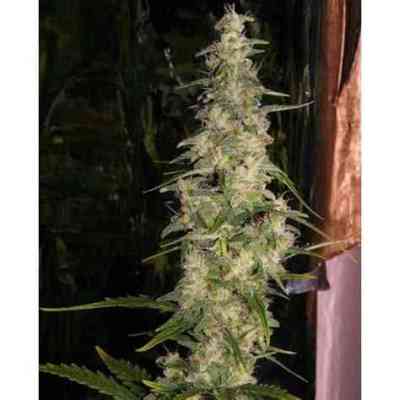 La Nina graines > Mr. Nice | Graines Normal  |  Sativa