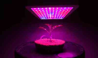 LED Grow Lampen