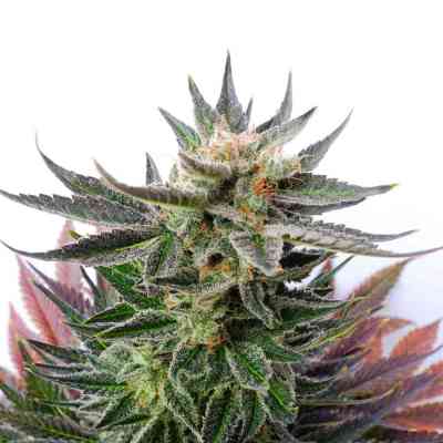 Sativa Dream Samen > Kannabia Seeds | Feminisierte Hanfsamen  |  Sativa