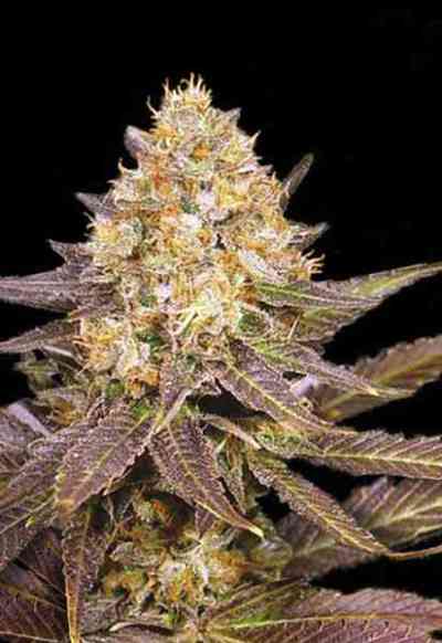 Lavender Best > Bulk Seed Bank | Feminized Marijuana   |  Indica