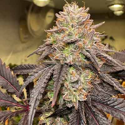 Lemon Cherry Gelato > Barney\'s Farm | Feminized Cannabis   |  Hybrid