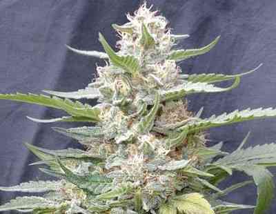 Lemon Amber Kush Samen > G13 Labs | Feminisierte Hanfsamen  |  Hybrid