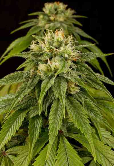 Lemon Juice Express > Humboldt Seed Organisation | Autoflowering Hanfsamen  |  Indica