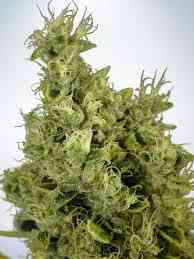 Mandarin Haze Seed > Ministry of Cannabis | Feminized Marijuana   |  Sativa