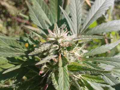 Maroc Seed > Female Seeds | Feminized Marijuana   |  hybrid