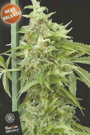 MaxiHaze > GrassOmatic