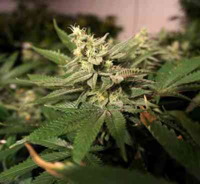 MKage > T.H. Seeds | Feminized Marijuana   |  hybrid