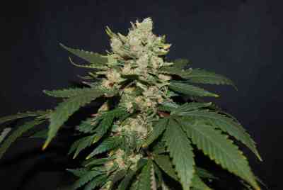 MOB > TH Seeds | Feminized Marijuana   |  Indica