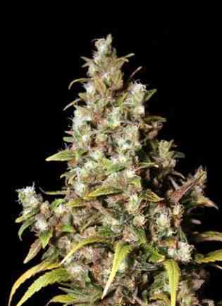 Monster Seed > Eva Female Seeds | Feminized Marijuana   |  Sativa