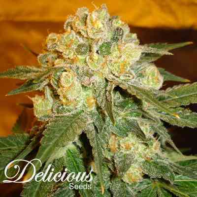 Marmalate > Delicious Seeds | Feminized Marijuana   |  Indica