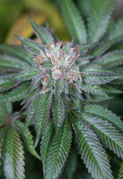 Master Kush > Humboldt Seed Organization | Feminized Marijuana   |  Indica