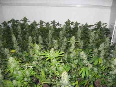 Masterkush > Homegrown Fantaseeds | Feminized Marijuana   |  Indica