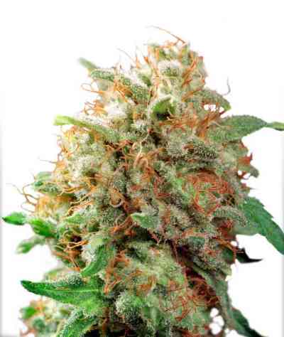 Mazar > Dutch Passion | Feminized Marijuana   |  hybrid