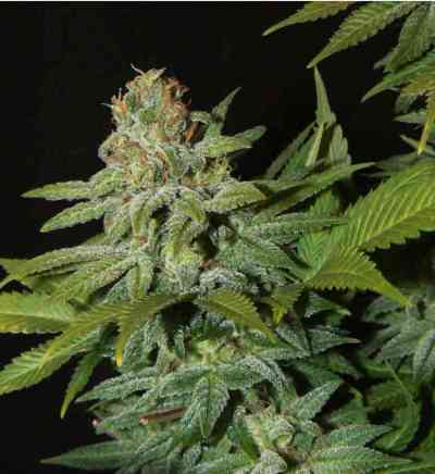 Mazar > Dutch Passion | Feminized Marijuana   |  hybrid