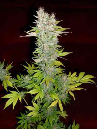 Mazar > Dutch Passion | Feminized Marijuana   |  hybrid