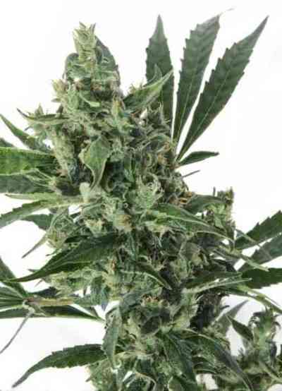 Med Gom 1.0 > GrassOmatic | Autoflowering Hanfsamen  |  Hybrid