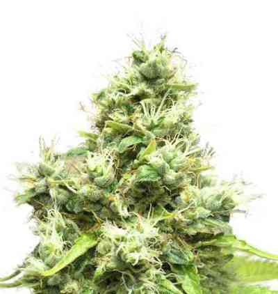 Medi Bomb #1 > Bomb Seeds | Feminized Marijuana   |  Indica