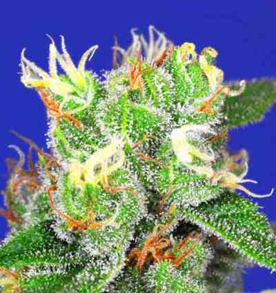 Medi Bomb #2 > Bomb Seeds | Semillas feminizadas  |  Sativa