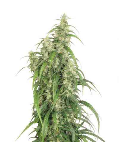 Mekong High > Dutch Passion | Feminized Marijuana   |  Sativa