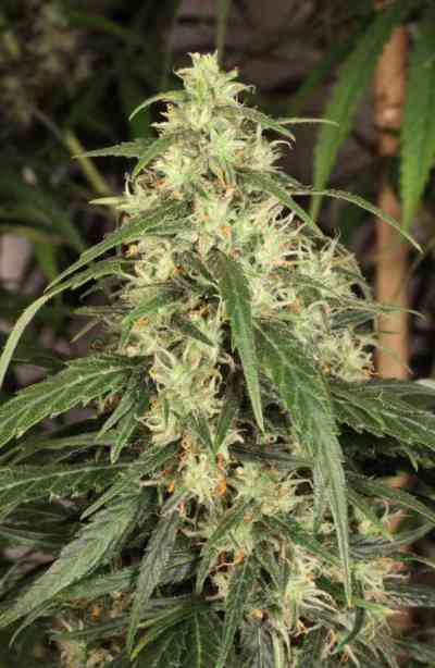 Mekong High > Dutch Passion | Feminized Marijuana   |  Sativa