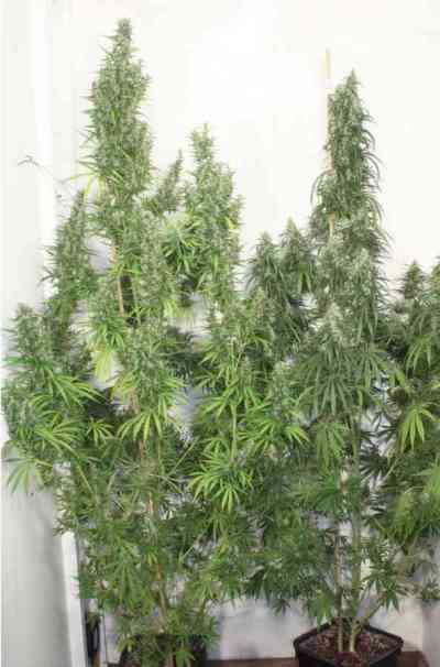 Mekong High > Dutch Passion | Feminized Marijuana   |  Sativa