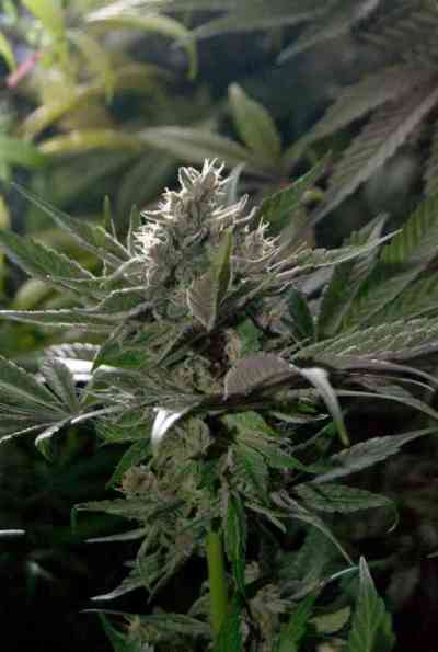 Mendocino Purple Kush > Medical Seeds Co. | Graines Féminisées  |  Indica