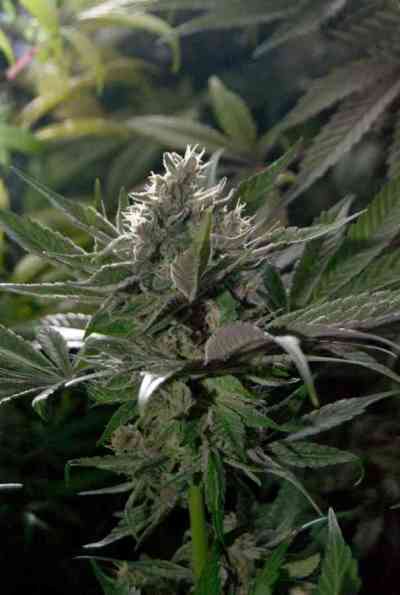 Mendocino Purple Kush > Medical Seeds Co. | Feminisierte Hanfsamen  |  Indica