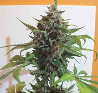 Mendocino Purple Kush > Medical Seeds Co. | Graines Féminisées  |  Indica