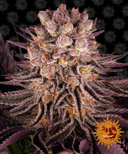 Mimosa X Orange Punch > Barneys Farm | Feminisierte Hanfsamen  |  Indica