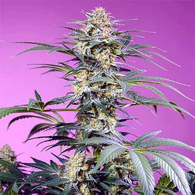 Sweet Monster Mix > Sweet Seeds | Semillas feminizadas  |  Índica
