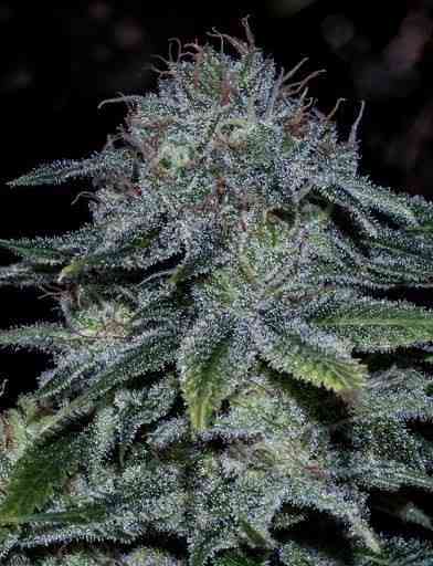 Mystic Cookie Samen > Positronics | Feminisierte Hanfsamen  |  Indica