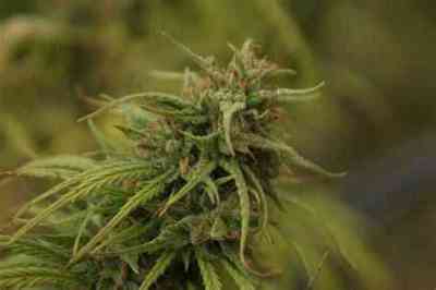 Neville\'s Skunk Seed > Mr. Nice | Regular Marijuana   |  Sativa