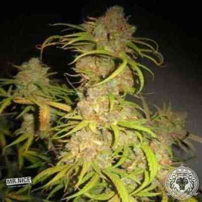 NL5 x Afghan graines > Mr. Nice | Graines Normal  |  Indica