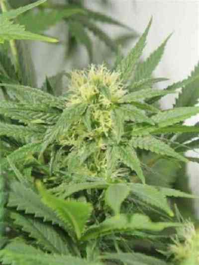 Nordle Seed > Mr. Nice | Regular Marijuana   |  Hybrid