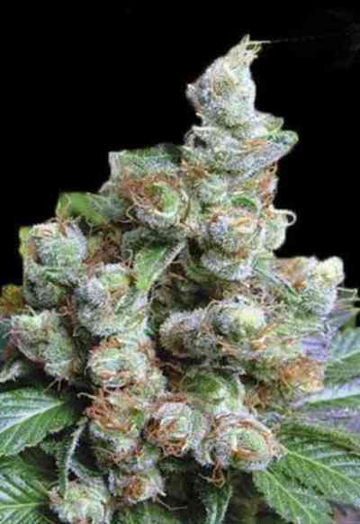 NBA Diesel > Bulk Seed Bank | Feminisierte Hanfsamen  |  Hybrid