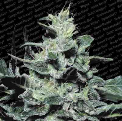 Nebula > Paradise Seeds | Feminized Marijuana   |  Sativa