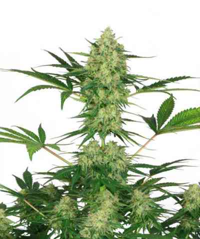 Night Queen > Dutch Passion | Feminized Marijuana   |  Indica