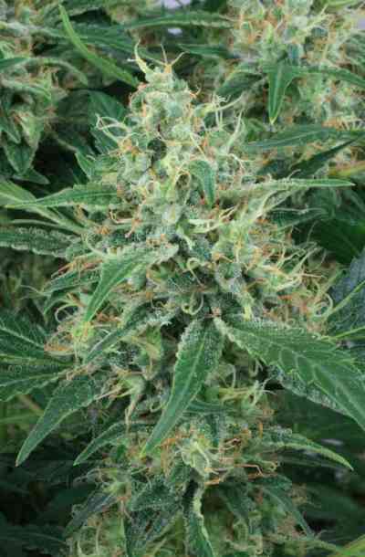 Night Queen > Dutch Passion | Feminisierte Hanfsamen  |  Indica