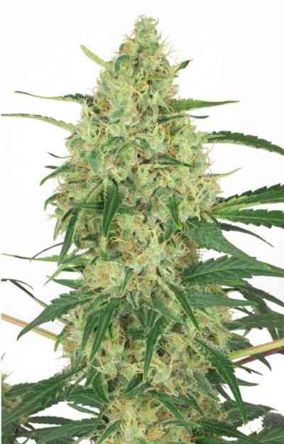 Night Queen > Dutch Passion | Feminized Marijuana   |  Indica