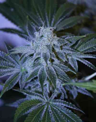 Night Queen > Dutch Passion | Feminisierte Hanfsamen  |  Indica