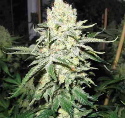 No Name > Medical Seeds Co. | Semillas feminizadas  |  Índica