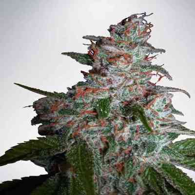 Northern Lights MOC Samen > Ministry of Cannabis | Feminisierte Hanfsamen  |  Indica