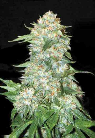 OG Kush > Humboldt Seed Organisation | Feminized Marijuana   |  Indica