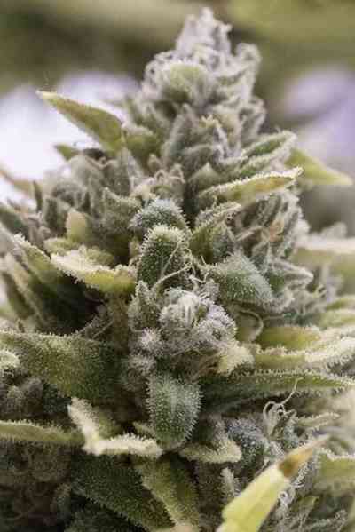 OG Kush Auto > Humboldt Seed Organisation | Autoflowering Cannabis   |  Hybrid