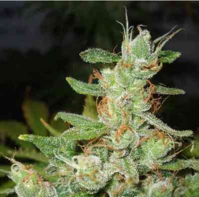 Orange Hill Special > Dutch Passion | Feminized Marijuana   |  hybrid