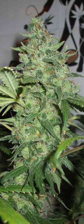 Orange Hill Special > Dutch Passion | Feminized Marijuana   |  hybrid