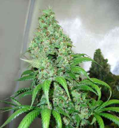 Orange Hill Special > Dutch Passion | Feminized Marijuana   |  hybrid