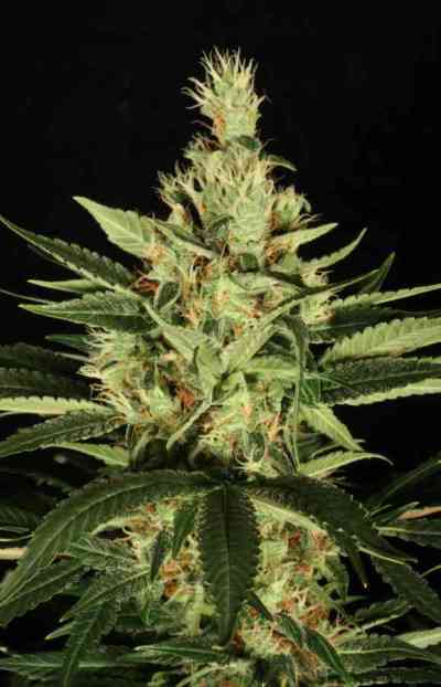 Ortega Indica > Dutch Passion | Feminized Marijuana   |  Indica